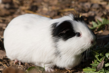 Black and White Guinea Pig