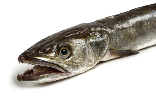 hake fish isolated