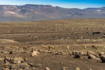 flora e fauna delle ande