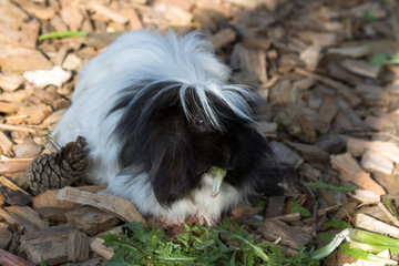 Black and White Guinea Pig