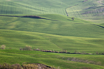 Fototapeta premium A typical Tuscany landscape, with green hills, trees and soft curves