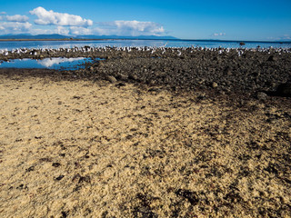 Seagulls and herring roe on beach