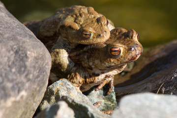 Toads mating in a Pond