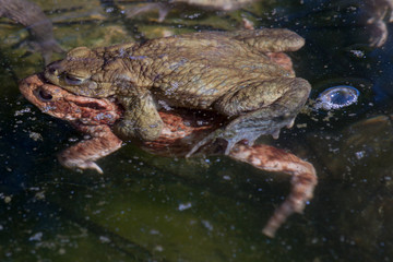 Toads mating in a Pond