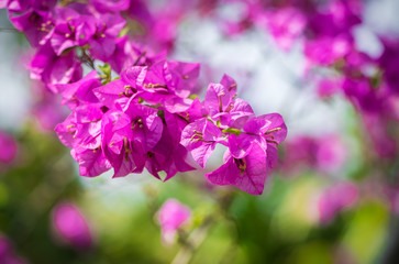 Bougainvillea Pink color on the bokeh background