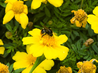 Bumblebee on yellow flower of Youth-and-age, Zinnia elegans, macro, selective focus, shallow DOF