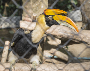 Sideview Malay Gomray