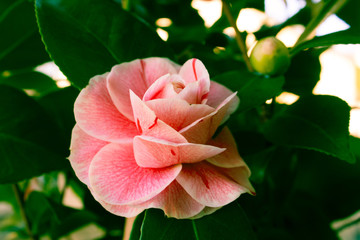 Blooming camellia flower close up, colorful and vivid plant, natural background.