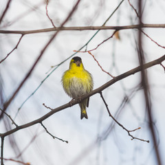 Male of Eurasian Siskin, Carduelis spinus, on branch close-up portrait, selective focus, shallow DOF