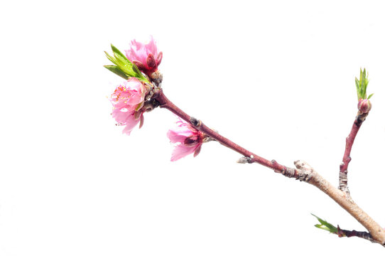Branch with pink flowers of a peach tree, white background, sunny.
