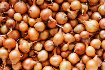 Background of small onions ready for planting seeds. Concept agriculturally.