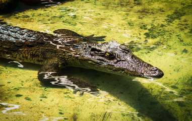 Young Brown Crocodile in the water