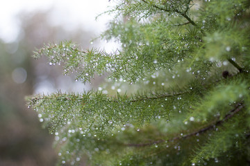 Лиственница