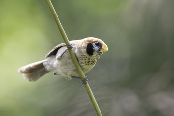 Spot-breasted Parrotbill catch lalang in nature