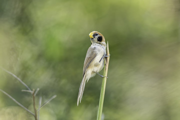 Spot-breasted Parrotbill catch lalang in nature