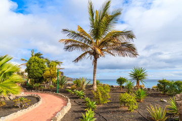 Palm tree on coastal promenade in Playa Blanca holiday village, Lanzarote island, Spain