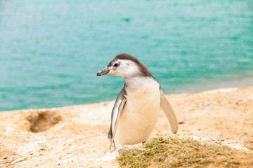 Magellanic penguin Valdez peninsula Argentina