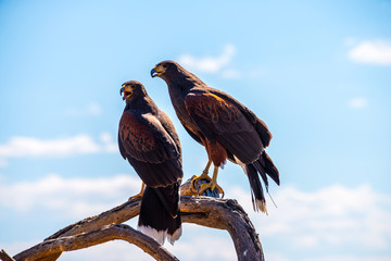 Harris Hawk