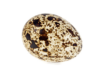 Quail egg on a white background