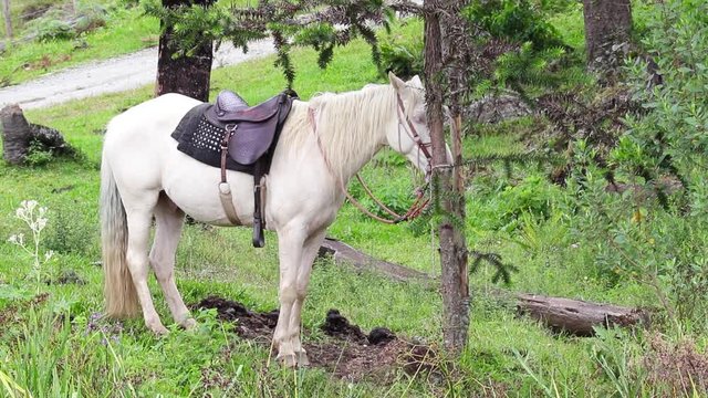 Cavalo branco encilhado.