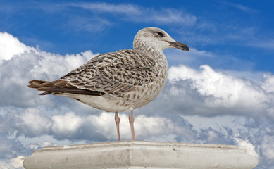 Marine gull