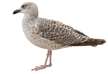 Marine gull on rest