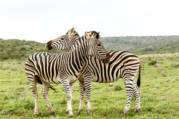 Fototapeta na wymiar Zebras standing and watching in different directions