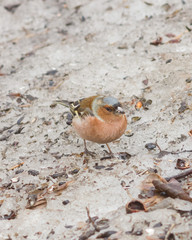 Male Common Chaffinch, Fringilla coelebs, close-up portrait on icy ground, selective focus, shallow DOF