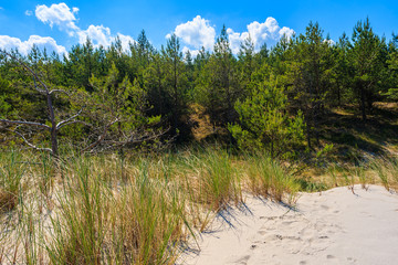 Grass sand dune and green trees on coast of Baltic Sea near Lubiatowo vilage, Poland