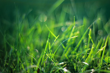Fresh close up spring green grass background with dew drops 