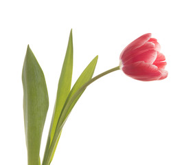 Red tulip closeup isolated on white background.