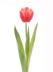 Red tulip closeup isolated on white background.