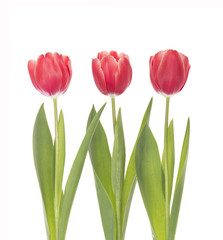 Three red tulips isolated on white background.