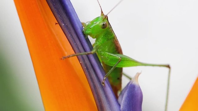 Grilo verde comendo flor.