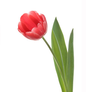 Red tulip closeup isolated on white background.