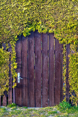 Old wooden door.Doorway of courtyard covered with green coniferous creeping plants.