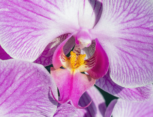 Close-up of bright violet orchids. Selective focus.