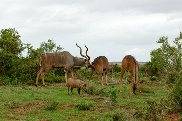 Naklejka na ściany i meble Male Kudu sniffing his female
