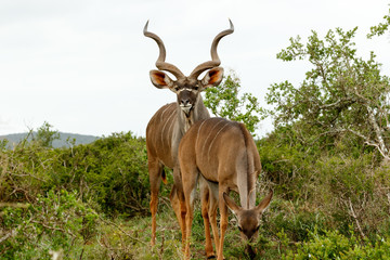 Naklejka na ściany i meble Male Kudu standing behind his female