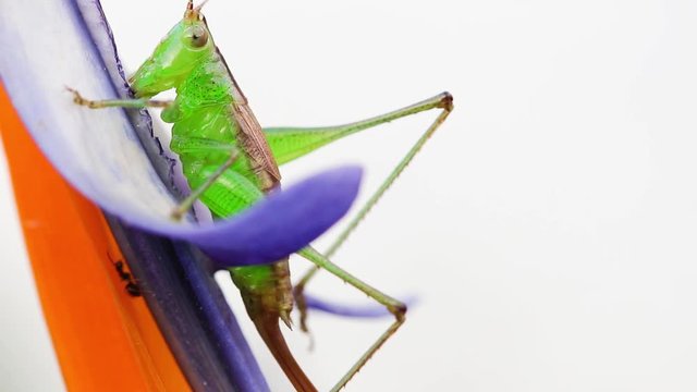 Grilo verde comendo flor.