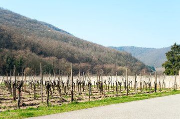 Fototapeta na wymiar Springtime landscape of vineyard with wood on background