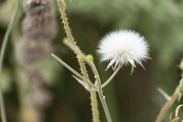 La flor del diente de león