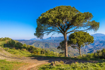Paisaje con dos árboles