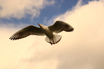 gull