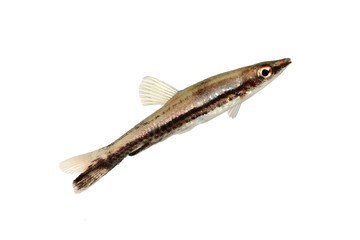 Black stripe pencilfish Nannostomus pencil fish 