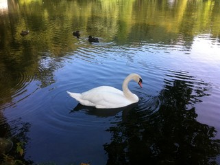 Fototapeta premium Swan on the lake with reflections. Slovakia