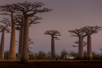 Baobab alley Madagascar