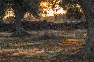 Obraz premium Ulivo al tramonto con un muretto a secco - Salento - Italia