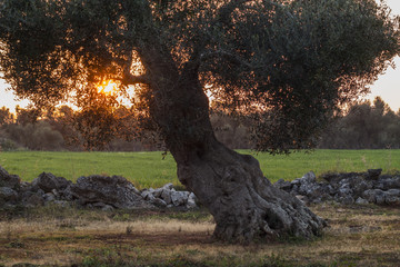 Ulivo illuminato dalla luce del tramonto in Salento - Italia