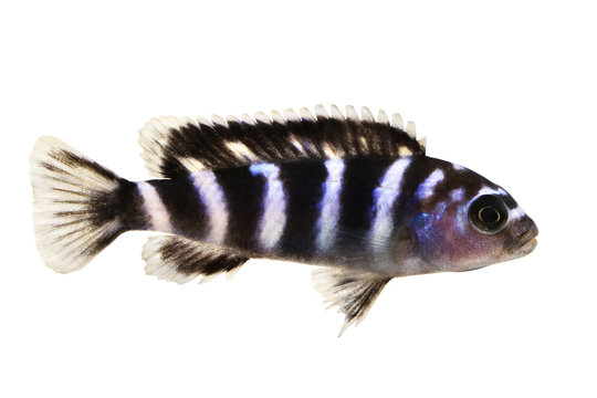 Malawi Cichlid Pseudotropheus demasoni tropical aquarium fish isolated 